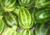 Comprar sementes de abóbora em promoção, sementes de abóbora, plantar sementes de abóbora no quintal, comprar sementes de abóbora decorativa, plantar semente de abóbora no vaso, comprar sementes de abóbora no Armazém da Roça