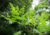 Comprar sementes de moringa oleifera em promoção, semente de moringa, plantar sementes de moringa oleifera no quintal, comprar sementes de oleifera, plantar semente de moringa oleifera no vaso, comprar sementes de moringa oleifera, plantar semente de mori