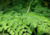 Comprar sementes de moringa oleifera em promoção, semente de moringa, plantar sementes de moringa oleifera no quintal, comprar sementes de oleifera, plantar semente de moringa oleifera no vaso, comprar sementes de moringa oleifera, plantar semente de mori
