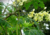 Comprar sementes de moringa oleifera em promoção, semente de moringa, plantar sementes de moringa oleifera no quintal, comprar sementes de oleifera, plantar semente de moringa oleifera no vaso, comprar sementes de moringa oleifera, plantar semente de mori