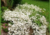 semente de gypsophila mosquitinho branco, semente de mosquitinho branco, sementes de mosquitinho, semente de flor miúda, semente de florzinha branca, sementes de gypsophila mosquitinho branco