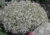 semente de gypsophila mosquitinho branco, semente de mosquitinho branco, sementes de mosquitinho, semente de flor miúda, semente de florzinha branca, sementes de gypsophila mosquitinho branco