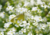 semente de gypsophila mosquitinho branco, semente de mosquitinho branco, sementes de mosquitinho, semente de flor miúda, semente de florzinha branca, sementes de gypsophila mosquitinho branco