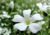 semente de gypsophila mosquitinho branco, semente de mosquitinho branco, sementes de mosquitinho, semente de flor miúda, semente de florzinha branca, sementes de gypsophila mosquitinho branco