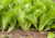 semente de mostarda lisa, semente de mostarda, semente de brassica juncea, sementes de mostarda lisa, sementes de mostarda, sementes de verduras, sementes de hortaliças, sementes de tempero, sementes