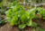 semente de mostarda lisa, semente de mostarda, semente de brassica juncea, sementes de mostarda lisa, sementes de mostarda, sementes de verduras, sementes de hortaliças, sementes de tempero, sementes