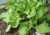 semente de mostarda lisa, semente de mostarda, semente de brassica juncea, sementes de mostarda lisa, sementes de mostarda, sementes de verduras, sementes de hortaliças, sementes de tempero, sementes