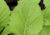 semente de mostarda lisa, semente de mostarda, semente de brassica juncea, sementes de mostarda lisa, sementes de mostarda, sementes de verduras, sementes de hortaliças, sementes de tempero, sementes