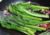 semente de mostarda lisa, semente de mostarda, semente de brassica juncea, sementes de mostarda lisa, sementes de mostarda, sementes de verduras, sementes de hortaliças, sementes de tempero, sementes