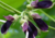 semente de mucuna preta, sementes de mucuna preta, comprar semente de mucuna preta, comprar sementes de mucuna preta, semente de mucuna, onde comprar semente de mucuna preta, semente de jade negra