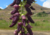 semente de mucuna preta, sementes de mucuna preta, comprar semente de mucuna preta, comprar sementes de mucuna preta, semente de mucuna, onde comprar semente de mucuna preta, semente de jade negra