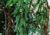 semente de mucuna preta, sementes de mucuna preta, comprar semente de mucuna preta, comprar sementes de mucuna preta, semente de mucuna, onde comprar semente de mucuna preta, semente de jade negra