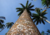 semente de palmeira imperial, comprar sementes de palmeira imperial, comprar sementes de palmeiras, comprar semente de palmeira imperial, sementes de Roystonea oleracea, sementes de árvores exóticas