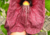 semente de papo de peru gigante, comprar semente de papo de peru gigante, comprar semente de flor papo de peru gigante, onde comprar semente de flor gigante, sementes de flor papo de peru gigante, comprar semente de flores exóticas, onde comprar sementes 