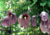 semente de papo de peru gigante, comprar semente de papo de peru gigante, comprar semente de flor papo de peru gigante, onde comprar semente de flor gigante, sementes de flor papo de peru gigante, comprar semente de flores exóticas, onde comprar sementes 