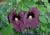 semente de papo de peru gigante, comprar semente de papo de peru gigante, comprar semente de flor papo de peru gigante, onde comprar semente de flor gigante, sementes de flor papo de peru gigante, comprar semente de flores exóticas, onde comprar sementes 