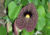 semente de papo de peru gigante, comprar semente de papo de peru gigante, comprar semente de flor papo de peru gigante, onde comprar semente de flor gigante, sementes de flor papo de peru gigante, comprar semente de flores exóticas, onde comprar sementes 