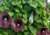 semente de papo de peru gigante, comprar semente de papo de peru gigante, comprar semente de flor papo de peru gigante, onde comprar semente de flor gigante, sementes de flor papo de peru gigante, comprar semente de flores exóticas, onde comprar sementes 