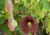 semente de papo de peru gigante, comprar semente de papo de peru gigante, comprar semente de flor papo de peru gigante, onde comprar semente de flor gigante, sementes de flor papo de peru gigante, comprar semente de flores exóticas, onde comprar sementes 