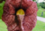 semente de papo de peru gigante, comprar semente de papo de peru gigante, comprar semente de flor papo de peru gigante, onde comprar semente de flor gigante, sementes de flor papo de peru gigante, comprar semente de flores exóticas, onde comprar sementes 