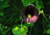 semente de papo de peru, sementes de papo de peru, sementes de flor papo de peru, sementes de trepadeira papo de peru, trepadeira papo de peru, semente de papo de peru pequena, sementes de papo de peru pequena