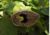 semente de papo de peru, sementes de papo de peru, sementes de flor papo de peru, sementes de trepadeira papo de peru, trepadeira papo de peru, semente de papo de peru pequena, sementes de papo de peru pequena