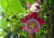 semente de maracujá doce grande, semente de passiflora, comprar semente de passiflora alata, semente de frutas raras, sementes de passiflora alata, comprar sementes de maracujá doce, comprar sementes de maracujá doce grande, onde comprar maracujá doce