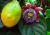 semente de maracujá doce gigante, semente de passiflora, comprar semente de passiflora alata, semente de frutas raras, sementes de passiflora alata, comprar sementes de maracujá doce, comprar sementes de maracujá doce gigante, onde comprar semente de mara