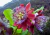 semente de maracujá doce gigante, semente de passiflora, comprar semente de passiflora alata, semente de frutas raras, sementes de passiflora alata, comprar sementes de maracujá doce, comprar sementes de maracujá doce gigante, onde comprar semente de mara