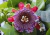 semente de maracujá doce gigante, semente de passiflora, comprar semente de passiflora alata, semente de frutas raras, sementes de passiflora alata, comprar sementes de maracujá doce, comprar sementes de maracujá doce gigante, onde comprar semente de mara