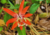 comprar sementes de passiflora coccinea aubl, comprar semente de maracujá flor vermelha, comprar sementes de maracujá raro, comprar sementes de flor da paixão, sementes de maracujá coccinea, comprar sementes de frutas raras, comprar sementes de flor rara