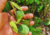 comprar sementes de passiflora coccinea aubl, comprar semente de maracujá flor vermelha, comprar sementes de maracujá raro, comprar sementes de flor da paixão, sementes de maracujá coccinea, comprar sementes de frutas raras, comprar sementes de flor rara