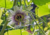 comprar sementes de maracujá azul, sementes de passiflora morifolia, semente de mini maracujá, semente de passiflora morifolia, comprar sementes de passiflora, comprar sementes de passiflora rara, sementes de passiflora morifolia, comprar sementes de mini