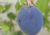 comprar sementes de maracujá azul, sementes de passiflora morifolia, semente de mini maracujá, semente de passiflora morifolia, comprar sementes de passiflora, comprar sementes de passiflora rara, sementes de passiflora morifolia, comprar sementes de mini