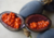 comprar sementes de maracujá azul, sementes de passiflora morifolia, semente de mini maracujá, semente de passiflora morifolia, comprar sementes de passiflora, comprar sementes de passiflora rara, sementes de passiflora morifolia, comprar sementes de mini