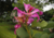 Comprar sementes de pata de vaca, semente de pata de vaca rosa em promoção, sementes para presente, plantar sementes de pata de vaca na calçada, plantar pata de vaca rosa no vaso, plantar sementes de pata de vaca rosa no quintal, comprar sementes de pata 