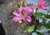 Comprar sementes de pata de vaca, semente de pata de vaca rosa em promoção, sementes para presente, plantar sementes de pata de vaca na calçada, plantar pata de vaca rosa no vaso, plantar sementes de pata de vaca rosa no quintal, comprar sementes de pata 