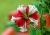 semente de petúnia anã, semente de petúnia colorida, sementes de petúnia, semente de flor rara, semente de flores bonitas, bulbo de flores, comprar semente de flor colorida, comprar semente de flor