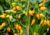 semente de pimenta airetama biquinho, semente de pimenta biquinho amarela, sementes de pimenta Airetama Biquinho, sementes de pimenta biquinho amarela, sementes de pimentas, semente de pimenta doce