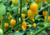 semente de pimenta airetama biquinho, semente de pimenta biquinho amarela, sementes de pimenta Airetama Biquinho, sementes de pimenta biquinho amarela, sementes de pimentas, semente de pimenta doce