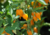 semente de pimenta airetama biquinho, semente de pimenta biquinho amarela, sementes de pimenta Airetama Biquinho, sementes de pimenta biquinho amarela, sementes de pimentas, semente de pimenta doce