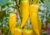 semente de pimenta amarela comprida, comprar sementes de pimenta amarela comprida, sementes de pimenta doce amarela comprida, semente de pimenta doce amarela comprida, comprar semente de pimenta doce