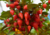semente de pimenta biquinho, sementes de pimenta biquinho vermelha, comprar semente de pimenta biquinho, comprar sementes de pimenta biquinho vermelha, sementes de pimenta biquinho colorida, sementes de pimenta biquinho diferente