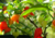 semente de pimenta biquinho, sementes de pimenta biquinho vermelha, comprar semente de pimenta biquinho, comprar sementes de pimenta biquinho vermelha, sementes de pimenta biquinho colorida, sementes de pimenta biquinho diferente