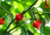semente de pimenta biquinho, sementes de pimenta biquinho vermelha, comprar semente de pimenta biquinho, comprar sementes de pimenta biquinho vermelha, sementes de pimenta biquinho colorida, sementes de pimenta biquinho diferente