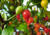 semente de pimenta biquinho, sementes de pimenta biquinho vermelha, comprar semente de pimenta biquinho, comprar sementes de pimenta biquinho vermelha, sementes de pimenta biquinho colorida, sementes de pimenta biquinho diferente