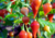 semente de pimenta biquinho, sementes de pimenta biquinho vermelha, comprar semente de pimenta biquinho, comprar sementes de pimenta biquinho vermelha, sementes de pimenta biquinho colorida, sementes de pimenta biquinho diferente