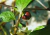 semente de pimenta bode roxa, semente de pimenta roxa, comprar sementes de pimenta roxa, comprar sementes de pimenta bode, sementes de pimenta bode roxa, comprar sementes de pimentas exóticas, comprar semente de pimenta bode roxa, sementes exóticas