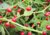 Comprar sementes de pimenta em promoção, semente de pimenta, plantar sementes de pimenta no quintal, comprar sementes de pimentas diferentes, plantar semente de pimenta no vaso, comprar sementes de pimenta doce, comprar sementes de pimenta ardida, plantar