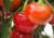 Comprar sementes de pimenta em promoção, semente de pimenta, plantar sementes de pimenta no quintal, comprar sementes de pimentas diferentes, plantar semente de pimenta no vaso, comprar sementes de pimenta doce, comprar sementes de pimenta ardida, plantar